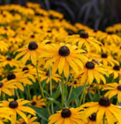 Sommer-Stauden im Angebot bei OBI in Nürnberg Sommer-Stauden Angebote bei OBI Nürnberg für 7,99 €