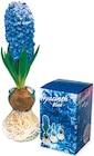 Hyazinthe-Blumenzwiebel in Geschenkbox im aktuellen Netto mit dem Scottie Prospekt