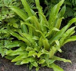 Freilandfarn im Pflanzen Kölle Prospekt Freilandfarn von im aktuellen Pflanzen Kölle Prospekt für 3,99 €