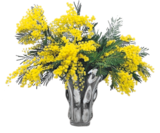 Bouquet mimosa en promo chez Aldi Grenoble à 3,99 €