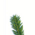 Galette des Rois aux Pommes dans le catalogue Aldi