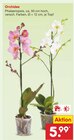 Orchidee im Angebot bei Netto Marken-Discount in Saarbrücken Orchidee Angebote bei Netto Marken-Discount Saarbrücken für 5,99 €