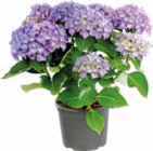 Collection d'Hortensias dans le catalogue Botanic