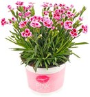 Aktuelles Nelke 'Pink Kisses' Angebot bei Penny in Chemnitz ab 3,33 €