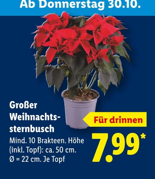 Großer Weihnachtssternbusch