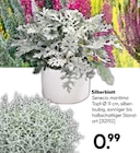 Silberblatt Senecio maritima im aktuellen Hellweg Prospekt