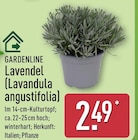Lavendel (Lavandula angustifolia) von Gardenline im aktuellen ALDI Nord Prospekt