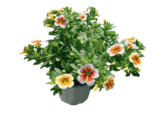 Calibrachoa Cappuccino Angebote bei Raiffeisen Rhein-Ahr-Eifel Handelsgesellschaft mbH Euskirchen für 2,99 €