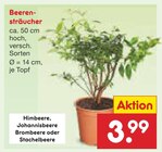 Aktuelles Beerensträucher Angebot bei Netto Marken-Discount in Erfurt ab 3,99 €
