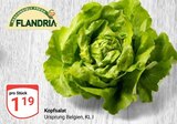 Kopfsalat bei GLOBUS im Jena Prospekt für 1,19 €
