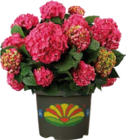 Aktuelle Hortensie Angebote bei Globus-Baumarkt in Dresden Aktuelles Garten-Hortensie Angebot bei Globus-Baumarkt in Dresden ab 14,99 €