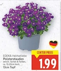 Polsterstauden bei E center im  Prospekt für 1,99 €