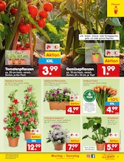 Aktueller Netto Marken-Discount Prospekt mit Pflanzen, "Aktuelle Angebote", Seite 9