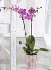 Phalaenopsis 2 tiges en promo chez Géant Casino Phalaenopsis 2 tiges dans le catalogue Géant Casino