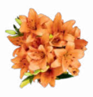Lilien Strauß Angebote bei Netto Marken-Discount Garbsen für 3,33 €