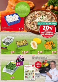 Feuerwerk im Selgros Prospekt "cash & carry" mit 20 Seiten (Potsdam)