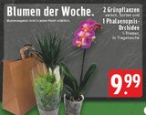 2 Grünpflanzen und 1 Phalaenopsis-Orchidee im Angebot bei E center in Duisburg 2 Grünpflanzen und 1 Phalaenopsis-Orchidee Angebote bei E center Duisburg für 9,99 €