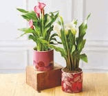 Calla en promo chez Super U Calla dans le catalogue Super U