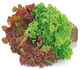 Aktuelle Gemüse Angebote bei REWE in Freiburg (Breisgau) Aktuelles Wurzelsalat Salattrio Angebot bei REWE in Freiburg (Breisgau) ab 1,29 €