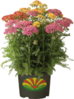 Schafgarbe (Achillea millefolium) für 12,99 € bei Globus-Baumarkt im Angebot Schafgarbe (Achillea millefolium) im aktuellen Globus-Baumarkt Prospekt