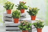 Kalanchoe - Gardenline en promo chez Aldi Kalanchoe - Gardenline dans le catalogue Aldi