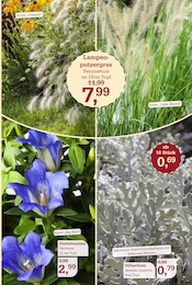Balkonpflanzen im Garten-Center Nordharz GmbH & Co. KG Prospekt in Goslar Aktueller Garten-Center Nordharz GmbH & Co. KG Prospekt mit Balkonpflanzen, "HERBSTZAUBER", Seite 7