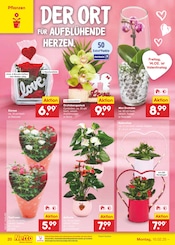 Aktueller Netto Marken-Discount Prospekt mit Blumen, "Aktuelle Angebote", Seite 30