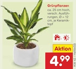 Grünpflanzen Angebot in Wachtendonk Grünpflanzen im aktuellen Prospekt bei Netto Marken-Discount in Wachtendonk