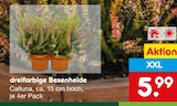 dreifarbige Besenheide im Angebot bei Netto Marken-Discount in Saarlouis dreifarbige Besenheide Angebote bei Netto Marken-Discount Saarlouis für 5,99 €