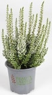 Aktuelle Bohrmaschine Angebote bei Thomas Philipps in Fürth Aktuelles Calluna 'Beauty Ladies' Angebot bei Thomas Philipps in Fürth ab 0,99 €