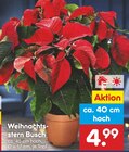Weihnachtsstern Busch Angebote bei Netto Marken-Discount Solingen für 4,99 €