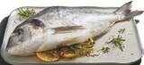 ASC Dorade im Angebot bei Lidl in Aurich ASC Dorade Angebote von Fischerstolz bei Lidl Aurich für 13,17 €