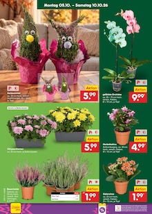 Blumen im Netto Marken-Discount Prospekt "Aktuelle Angebote" mit 70 Seiten (Hamburg)