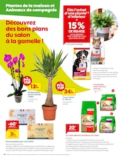 Orchidée Angebote im Prospekt "LES JOURS TRUFFOH !" von Truffaut auf Seite 4