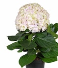 HORTENSIE ‘FUSION HORTENSIE’ im Angebot bei Dehner Garten-Center in Bad Homburg HORTENSIE ‘FUSION HORTENSIE’ Angebote bei Dehner Garten-Center Bad Homburg für 39,99 €