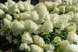 Gamm vert Casteljaloux - Promo Hortensia à panicules ECLOZ Promo Hortensia à panicules ECLOZ à 16,99 € dans le catalogue Gamm vert à Casteljaloux