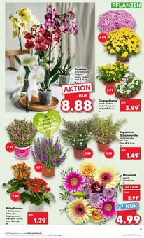 Blumen im Kaufland Prospekt "Aktuelle Angebote" mit 53 Seiten (Düsseldorf)