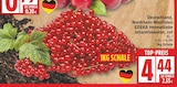 Johannisbeeren, rot von EDEKA Heimatliebe für 4,44 € bei EDEKA im Angebot Johannisbeeren, rot von EDEKA Heimatliebe im aktuellen EDEKA Prospekt