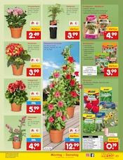 Saatgut im Netto Marken-Discount Prospekt in Castrop-Rauxel Aktueller Netto Marken-Discount Prospekt mit Saatgut, "Aktuelle Angebote", Seite 27