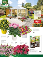 Aktueller BayWa Bau- und Gartenmärkte Prospekt mit Balkonpflanzen, "Wir feiern, Sie sparen!", Seite 28