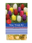 Tulipa Darwin Hybrid im Angebot bei Lidl in Leipzig Tulipa Darwin Hybrid Angebote bei Lidl Leipzig für 1,29 €