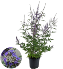 Aktuelle Pflanzen Angebote bei Blumen Ostmann in Bremen Aktuelles Blauraute Angebot bei Blumen Ostmann in Bremen ab 8,99 €