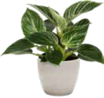 Baumfreund „White Wave“ von GROW by OBI im aktuellen OBI Prospekt