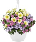 Confetti Garden Ampel Angebote bei Penny Arnsberg für 9,99 €