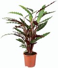 Kalanchoé en coupe ou plante verte en promo chez Lidl Noisy-le-Grand à 4,75 €