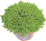 Baum im V-Markt Prospekt Kissen-Veronika im aktuellen V-Markt Prospekt für 2,49 €