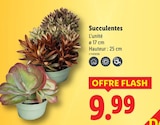 Succulentes dans le catalogue Lidl
