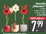 Aktuelle Pflanzen Angebote bei EDEKA in München Aktuelles Amaryllis „Ritterstern“ Angebot bei EDEKA in München ab 7,99 €