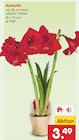 Amaryllis im Netto Marken-Discount Prospekt Amaryllis von  im aktuellen Netto Marken-Discount Prospekt fĂŒr 3,49 âŹ