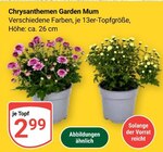 Chrysanthemen Garden Mum im Angebot bei GLOBUS in Kaiserslautern Chrysanthemen Garden Mum Angebote bei GLOBUS Kaiserslautern für 2,99 €